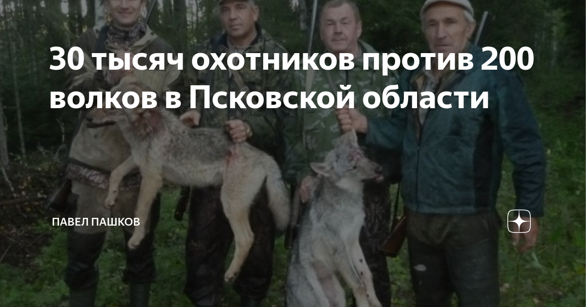 200 волк 2025 дата выхода. Волк санитар леса почему.