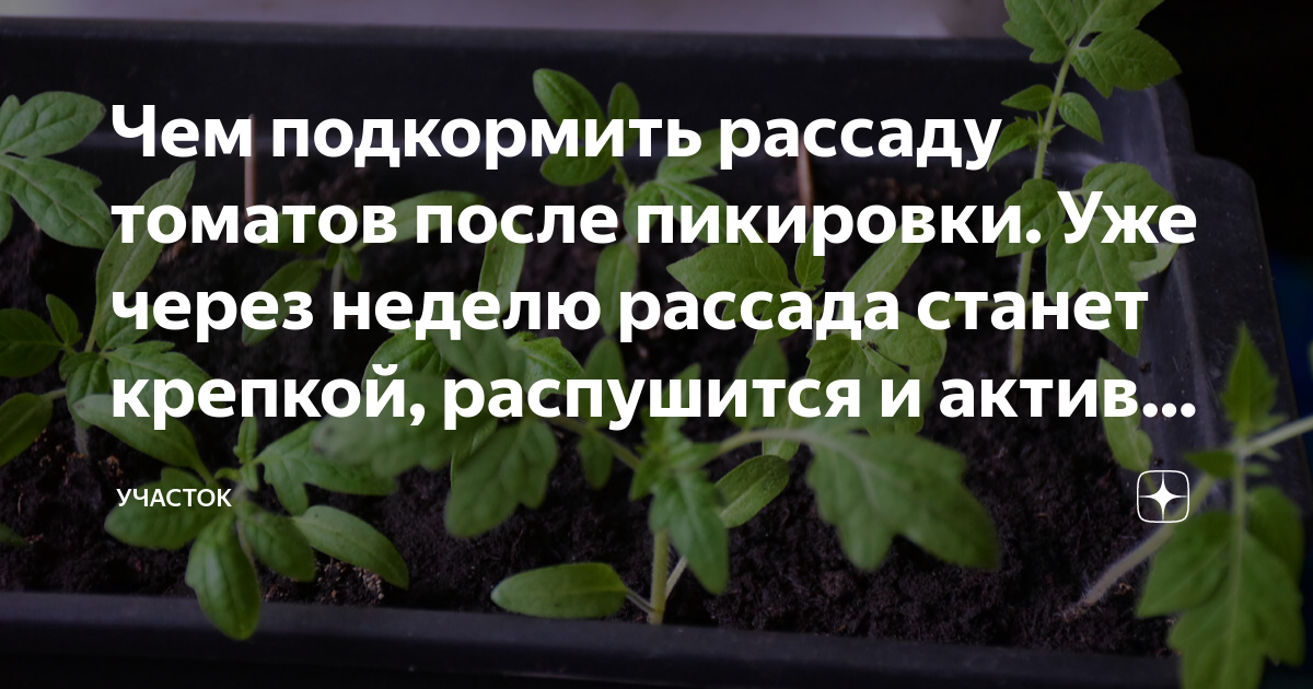 Через сколько после пикировки можно подкормить рассаду. Пикировка. Рассада помидор после пикировки. Рассада томатов при пикировке. Рост рассады.