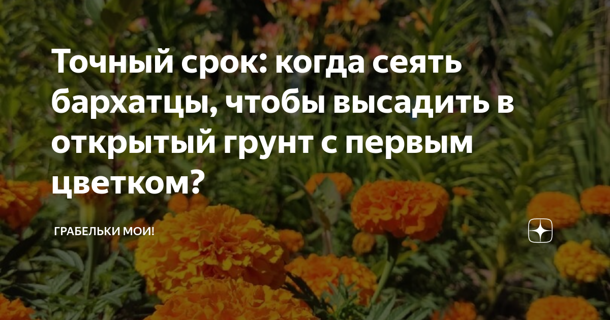 Точный срок: когда сеять бархатцы, чтобы высадить в открытый грунт с ...