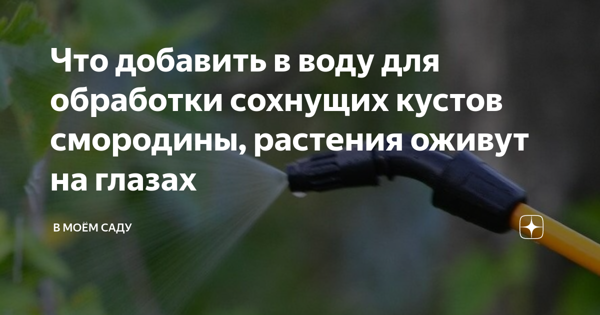 Что добавить в воду для обработки сохнущих кустов смородины, растения ...