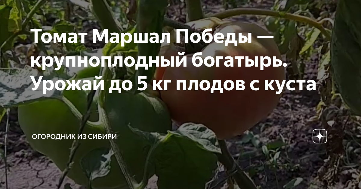 Томат Маршал Победа: описание сорта, ОТЗЫВЫ (20), фото