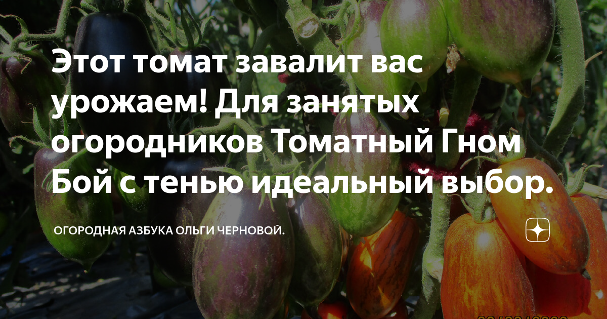 Этот томат завалит вас урожаем! Для занятых огородников Томатный Гном ...