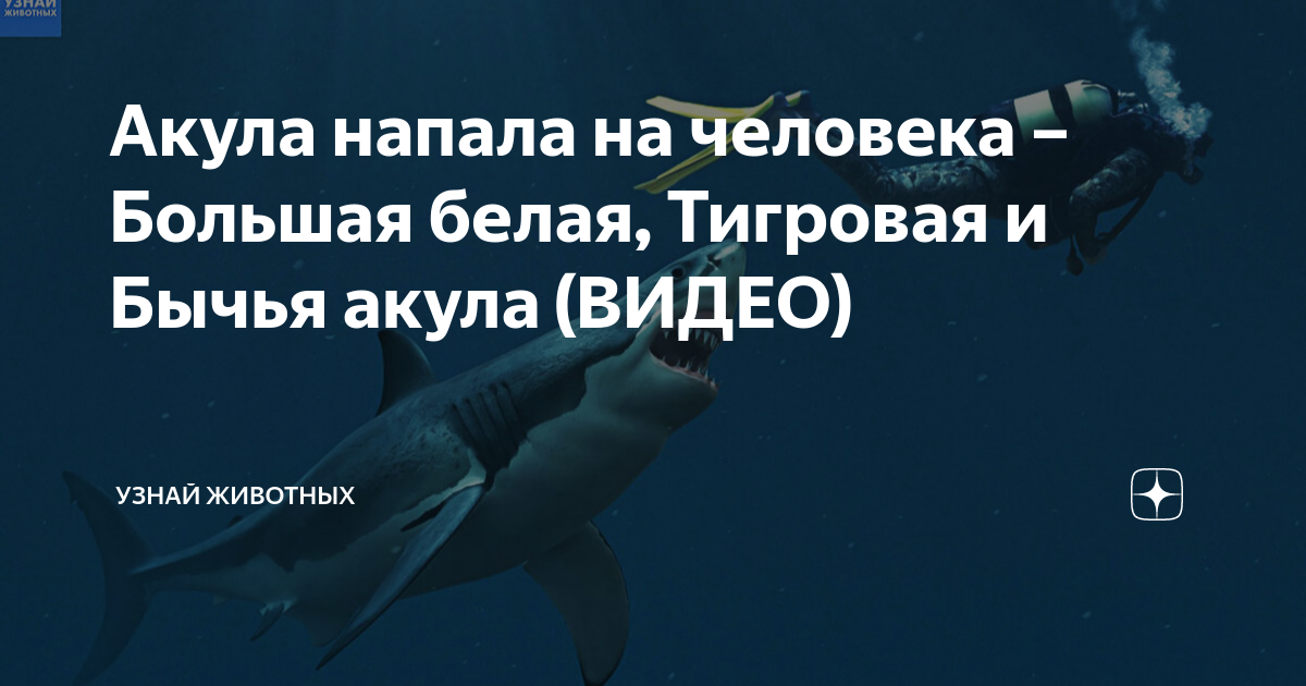 Нападение акулы египте