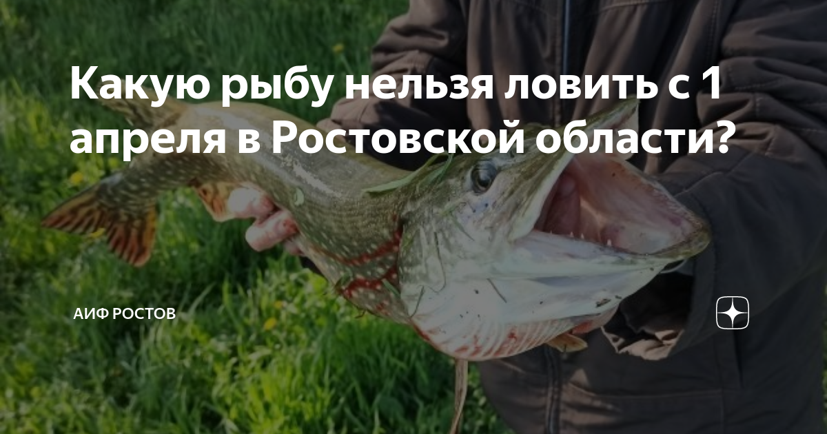 Какую рыбу нельзя ловить с 1 апреля. Щука Томь. Ограничения вылова рыбы