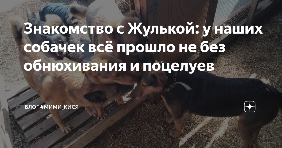 Знакомство с Жулькой: у наших собачек всё прошло не без обнюхивания и ...