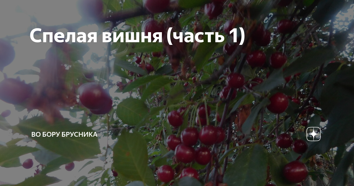 Цвет спелой вишни. Спелая вишня часть 1. Neo спелая вишня. Самоубийца спелая черешня.
