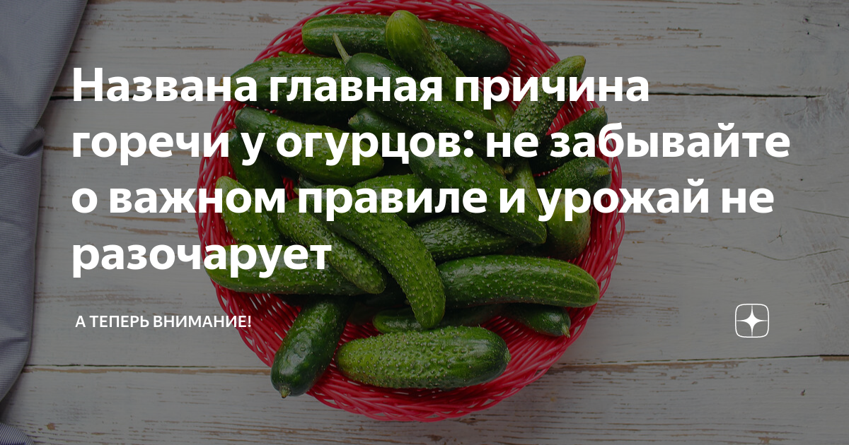 Сорта огурцов таблица. Таблица удобрений для огурцов. Схема удобрения огурцов в открытом грунте. Огурцы сколько дней до урожая. Теплица с огурцами.