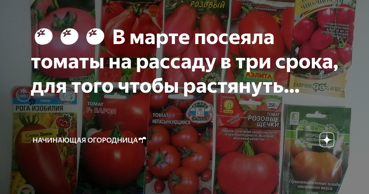 Какого числа сеять помидоры на рассаду. Мохнатый шмель сорт помидоров. томат мохнатый шмель описание сорта. томат гроздевой семко. помидоры мохнатый шмель рассада.