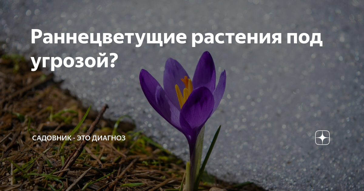 Исчезающие виды растений. Красная книга мсоп. Растения под угрозой исчезновения. Растения под угрозой. Растения под угрозой исчезновения.