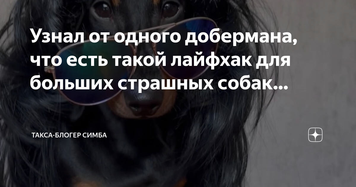 Такса блоггер симба. Такса блоггер симба. Такса блоггер симба. Такса блоггер симба. Такса блоггер симба.