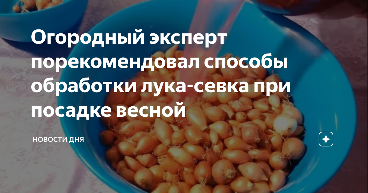 Чем обработать лук севок перед посадкой весной. В чем замачивать лук севок перед посадкой весной в открытый грунт.