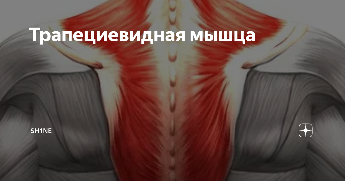 Трапецевидная мышца
