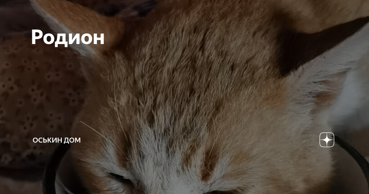 Родион | Оськин дом | Дзен