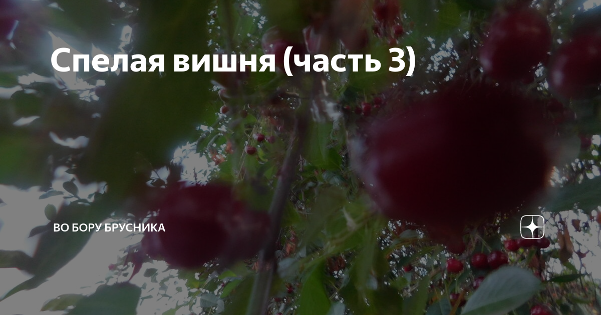 Во Бору брусника дзен. Спелая вишня часть 1. Самоубийца спелая черешня. Чебупай спелая вишня.