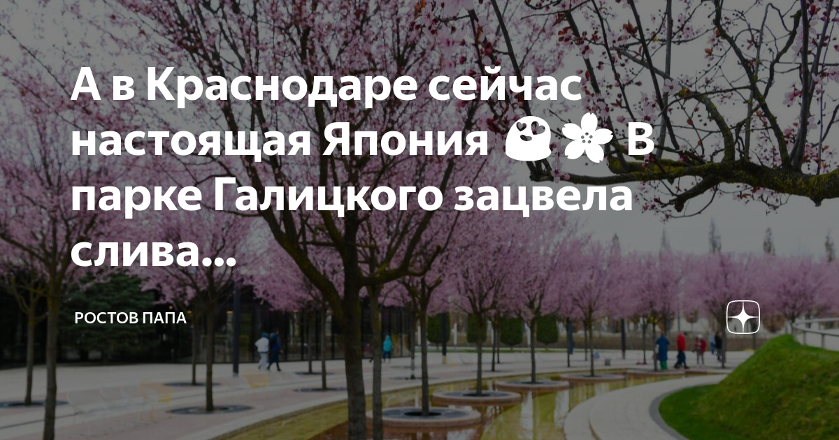 Парк галицкого в краснодаре японский сад. Краснодар весной. Сакура в парке галицкого в краснодаре. Слива нигра в парке галицкого. Редбад дерево.