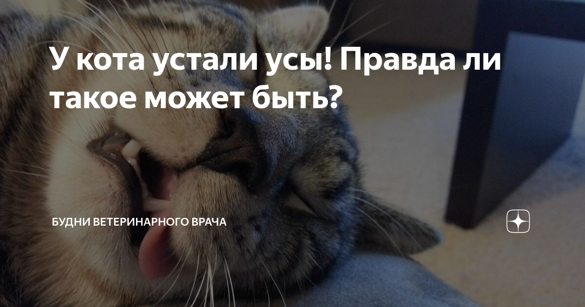 Котики устали песня. Уставшие усы. Уставшие усы у кошки. Синдром уставших усов у кота.