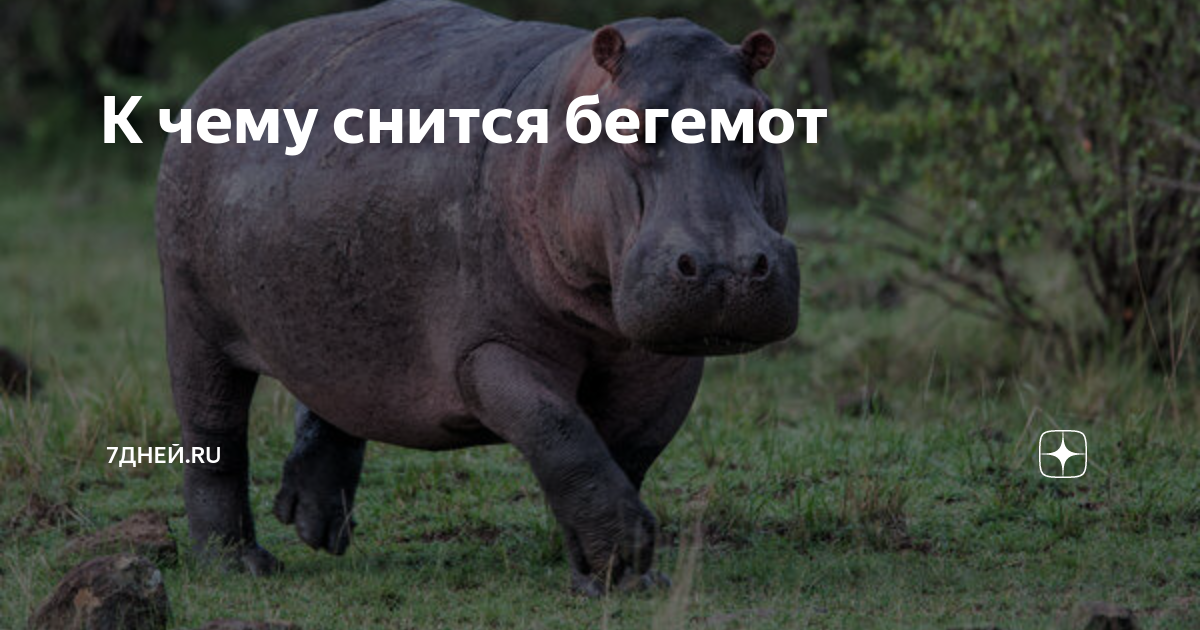 Приснился бегемот. Золотой бегемотик. Бегемот на кровати. Приснился бегемот. Сон бегемота.