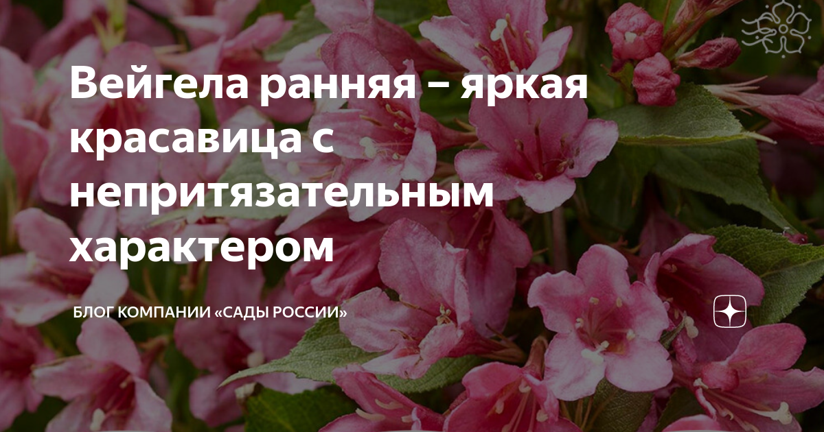 Вейгела ранняя – яркая красавица с непритязательным характером | НПО ...