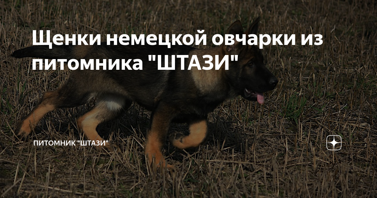 Щенки немецкой овчарки из питомника "ШТАЗИ" | Питомник "ШТАЗИ" | Дзен