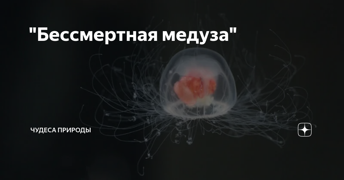 Turritopsis dohrnii бессмертные медузы. Сколько живет бессмертная медуза. Медуза которая живет вечно turritopsis nutricula. Сколько живет бессмертная медуза. Сколько живет бессмертная медуза.