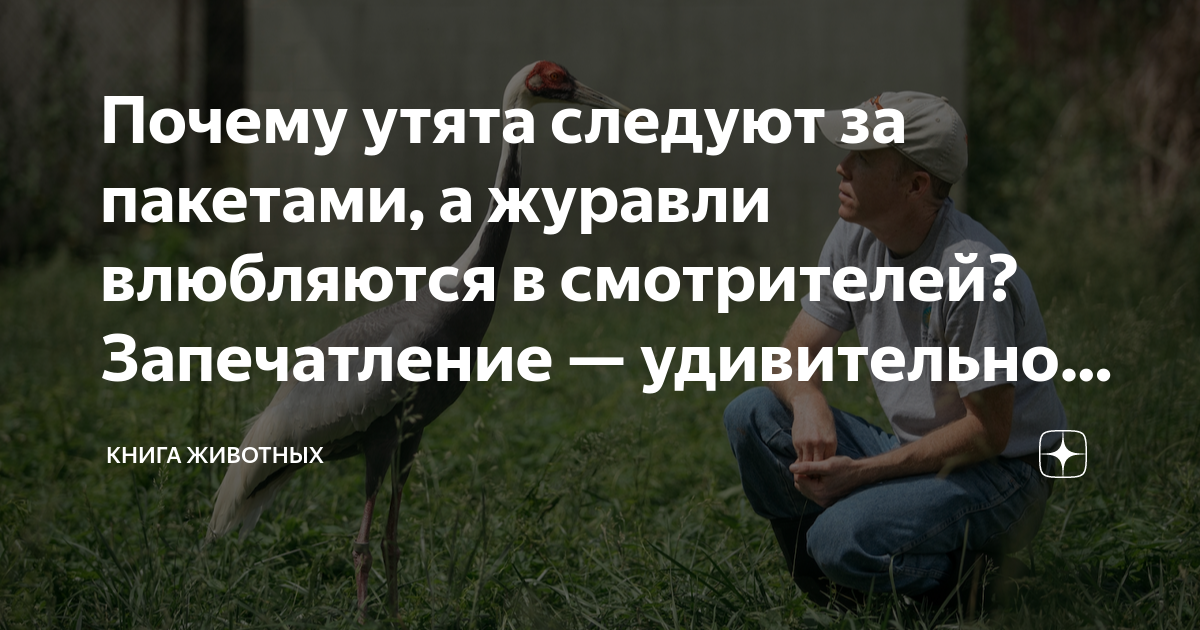 Почему утята следуют за пакетами, а журавли влюбляются в смотрителей ...