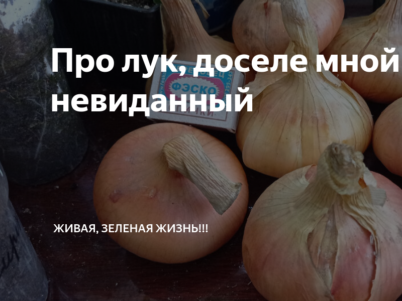 Про лук, доселе мной невиданный | Живая, Зеленая Жизнь | Дзен