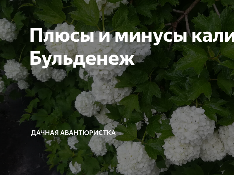 Плюсы и минусы калины Бульденеж | Дачная авантюристка | Дзен