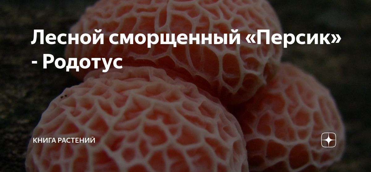Лесной сморщенный «Персик» - Родотус | Книга растений | Дзен