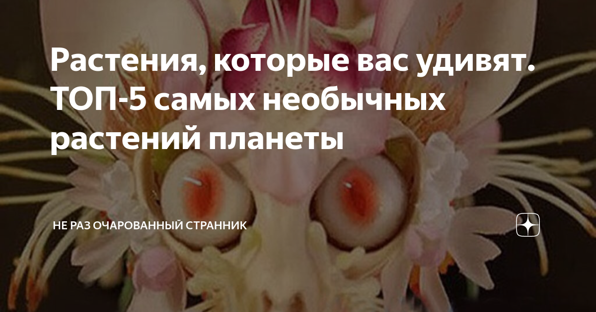 самые странные растения в мире