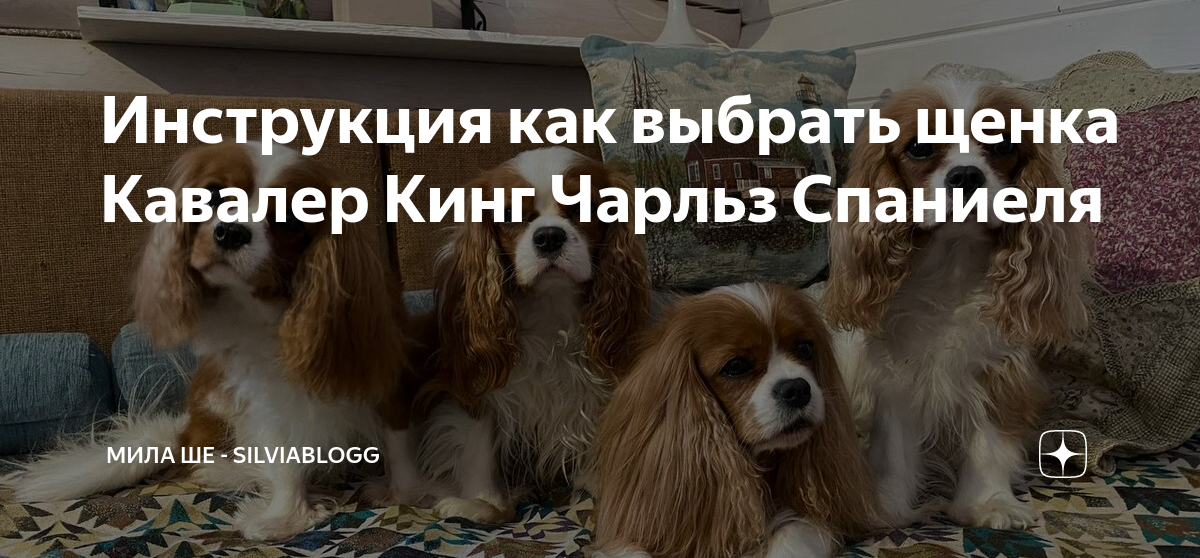 Инструкция как выбрать щенка Кавалер Кинг Чарльз Спаниеля | Мила Ше ...