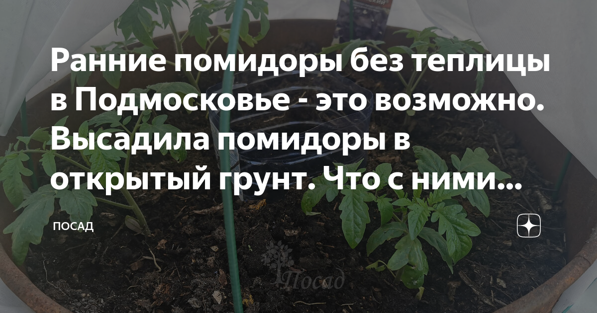 Когда можно сеять томаты в 2025