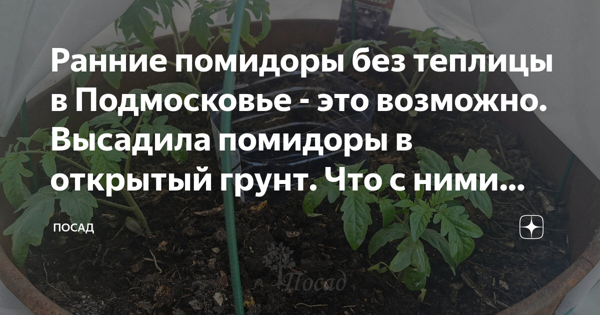 Когда пересаживать помидоры в апреле 2024 года. Парник под помидоры. Высадка рассады помидор в теплицу в Подмосковье. Посадка помидор в открытый грунт много. Когда что сажать в открытый грунт.