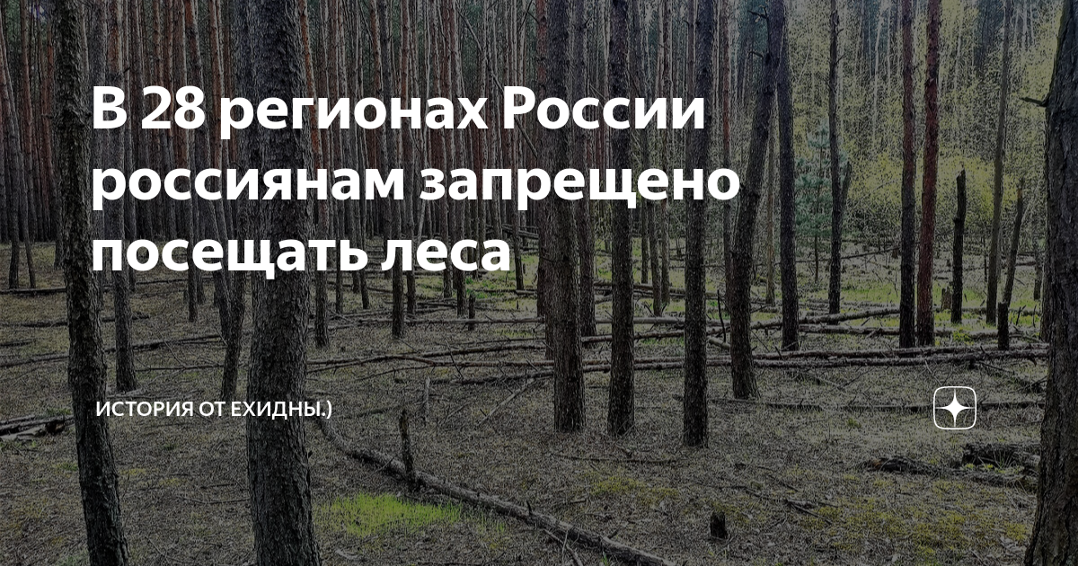 Запрет на посещение лесов в свердловской. Запрещено посещать лес. вырубка леса. вырубка лесов запрещена. посещение лесов запрещено.