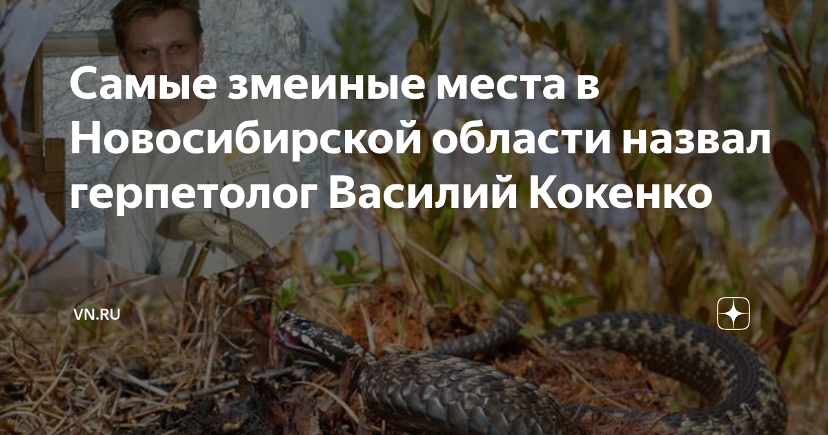 Самые змеиные места в Новосибирской области назвал герпетолог Василий ...