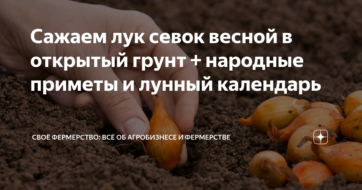 Сажаем лук севок весной в открытый грунт + народные приметы и лунный ...