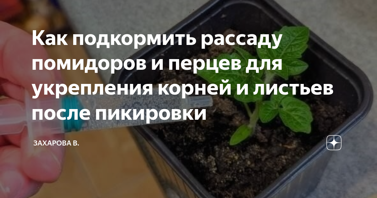 Чем подкормить рассаду перца. Пикировка. Пикировка Доротеантус рассады. Чем подкормить рассаду томатов после пикировки. Веченица пикировка рассады.