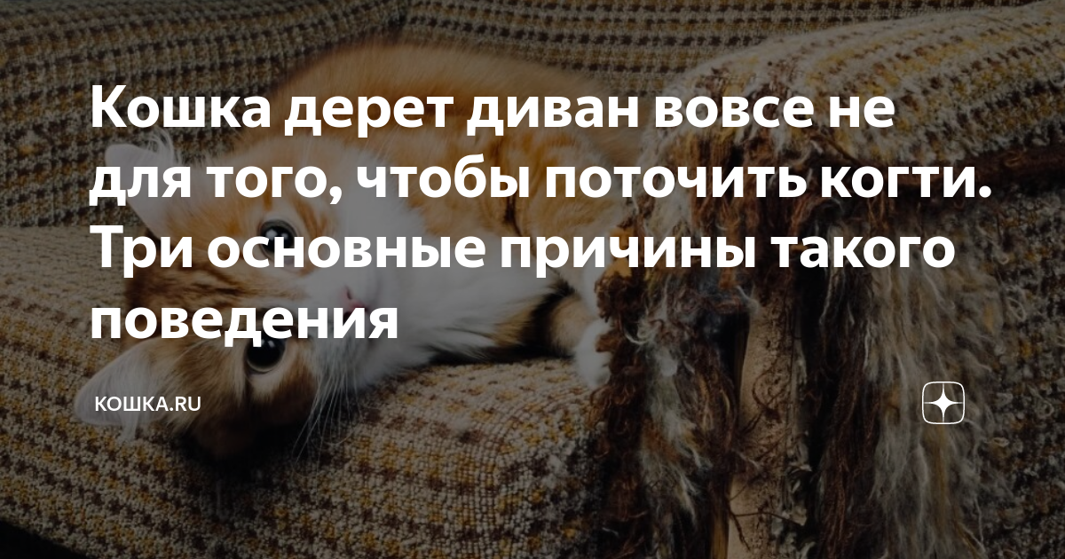 что делать чтобы кошка не драла диван