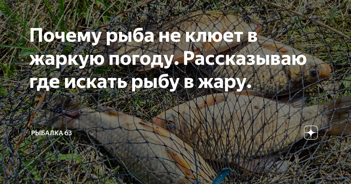 рыба не понимаю
