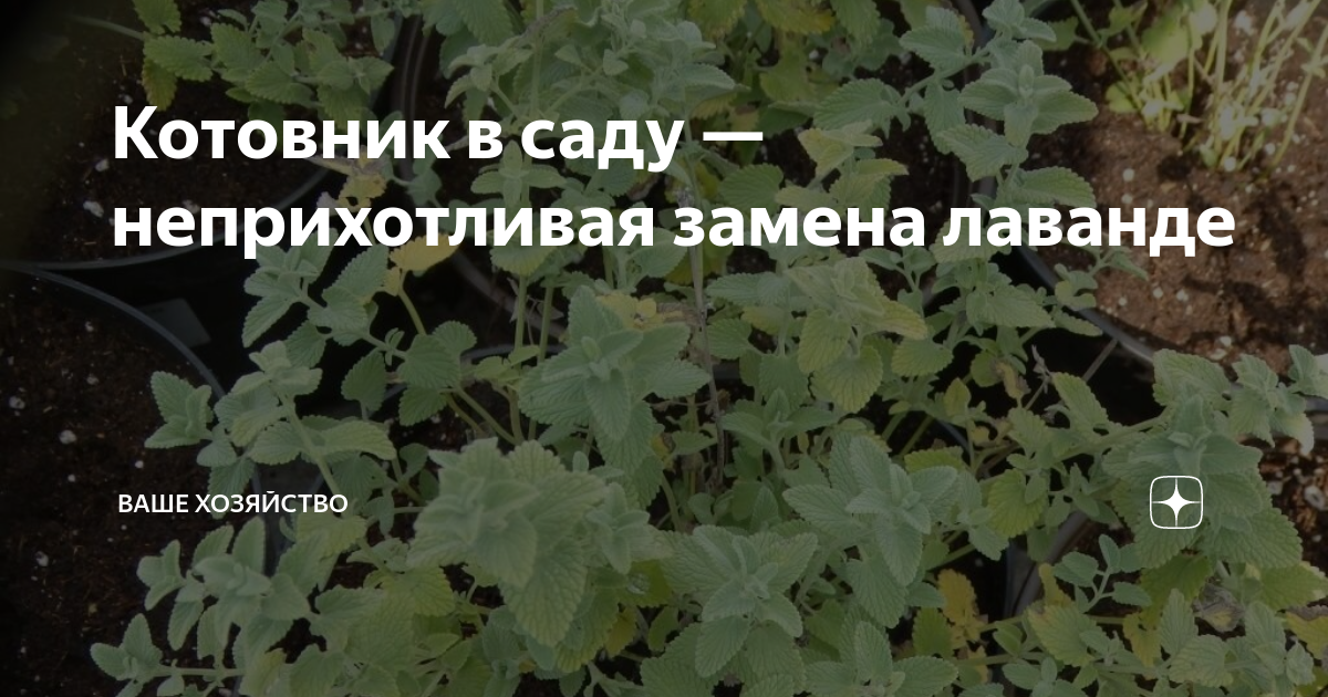 Как выбрать и вырастить самый красивый котовник, описание и фото сортов