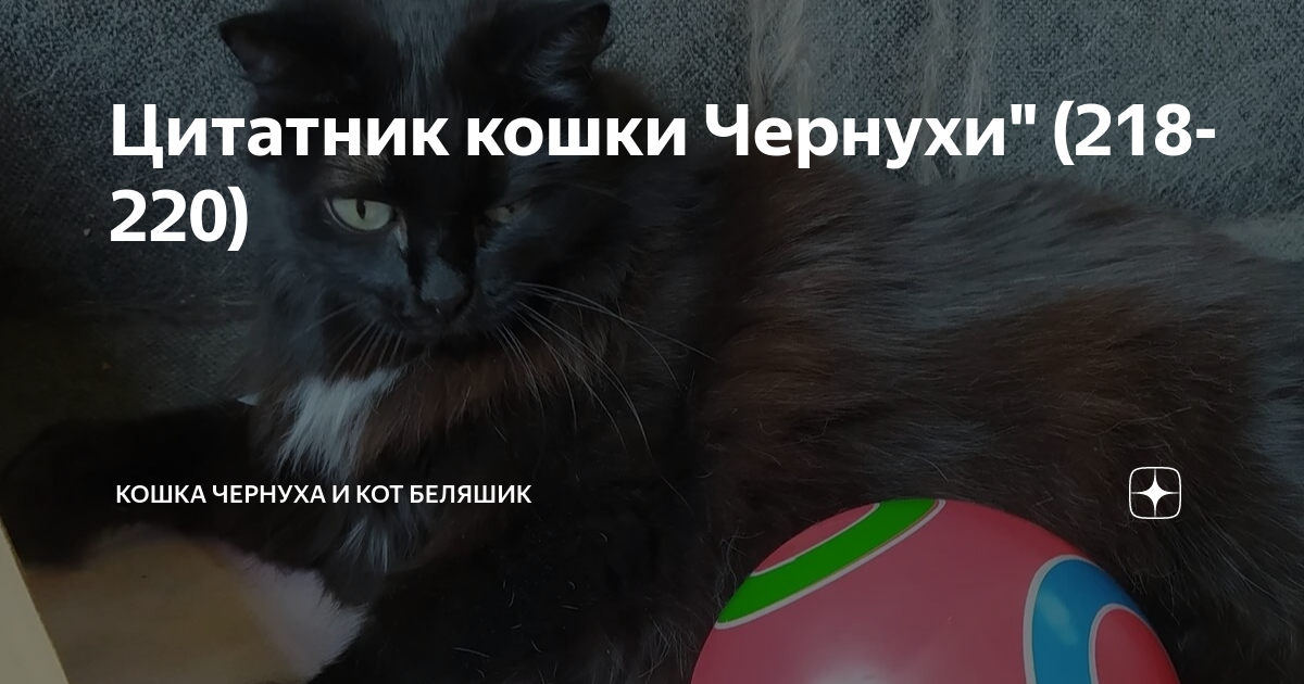 дзен коты беляшик и чернуха