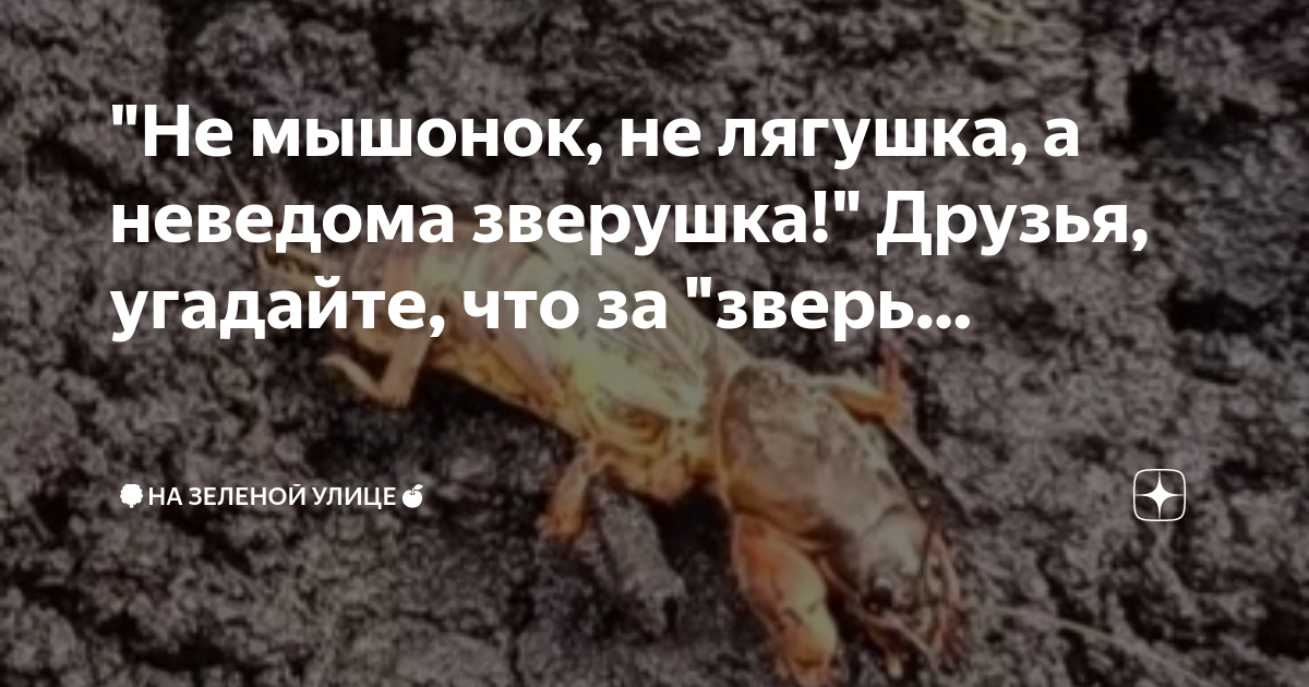 Не лягушку а неведому зверюшку. Не лягушку а неведому зверюшку
