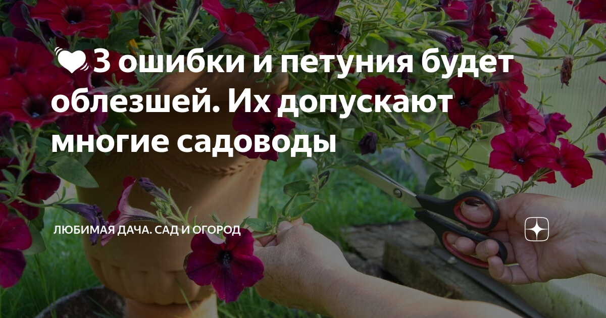 Петуния удобрение после стрижки