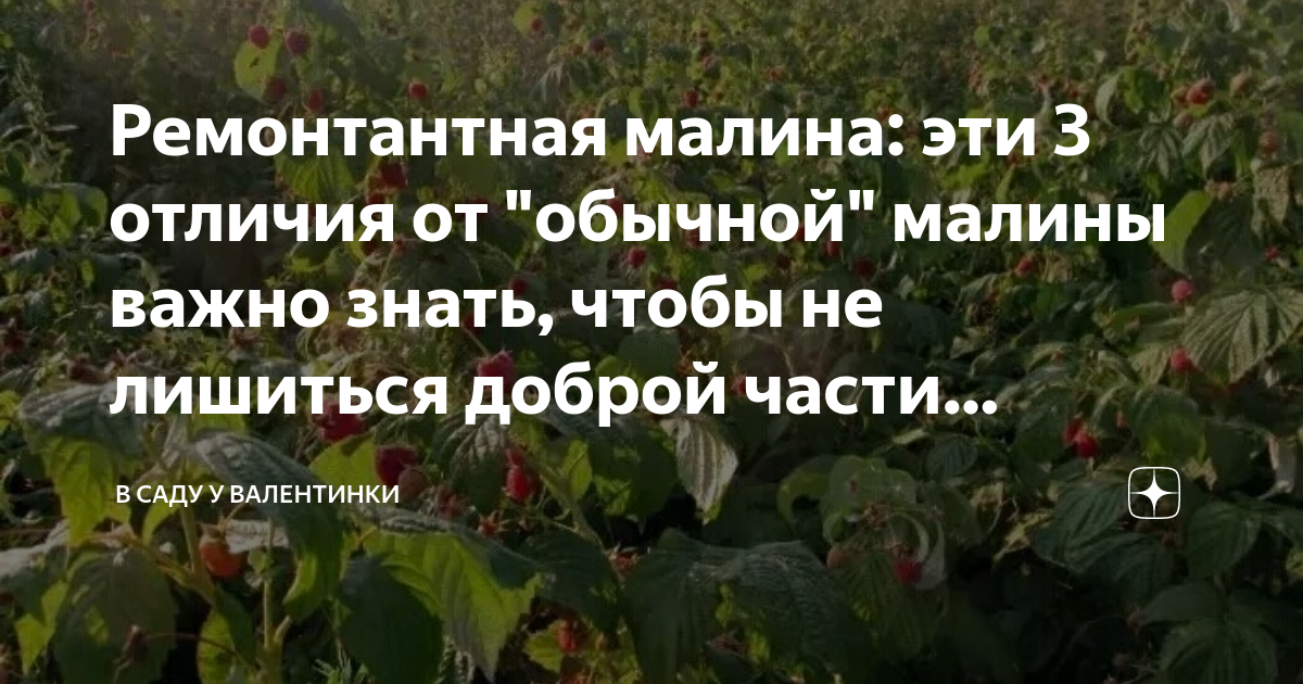 Ремонтантная малина: эти 3 отличия от "обычной" малины важно знать ...