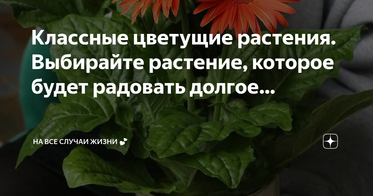 Как подстричь каланхоэ чтобы он цвел