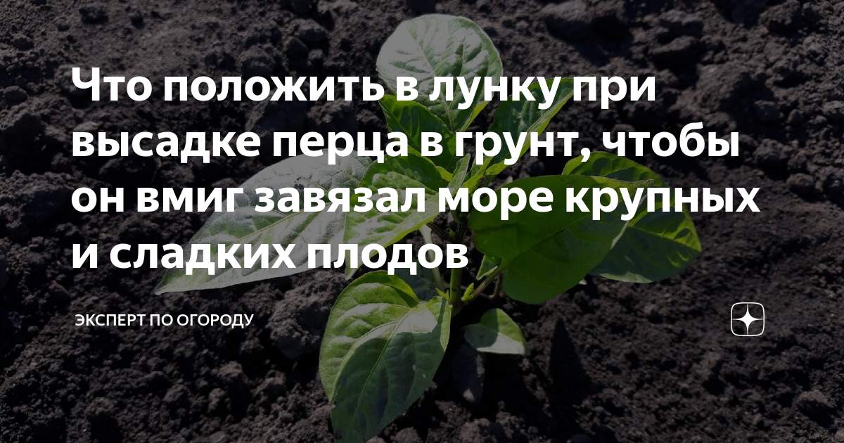 Когда высаживать перец в грунт в подмосковье. Что положить в лунку при высадке перца. Съели рассаду перцев. Что добавить в лунку при высадке перца. Что класть в лунку при посадке перца в открытом грунте.