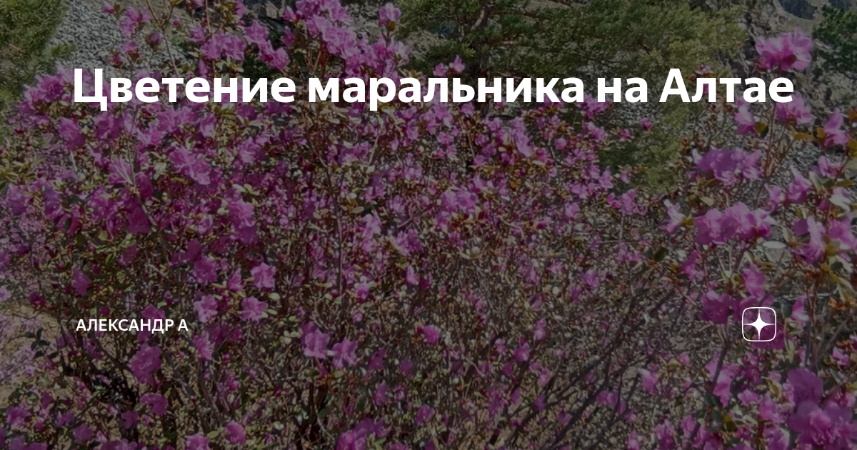 Цветение маральника на алтае 2024. Цветение маральника на Алтае. Как цветет маральник на Алтае.