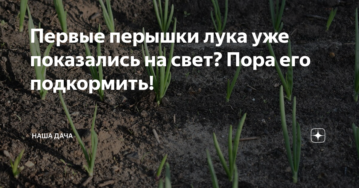 Можно ли содой полить лук. Лук перьями это как