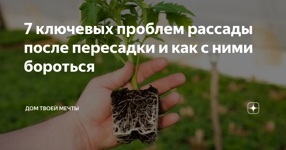Выпала зеленая. Пересадка рассады. Рассада помидор нехватка фосфора. У меня рассада.