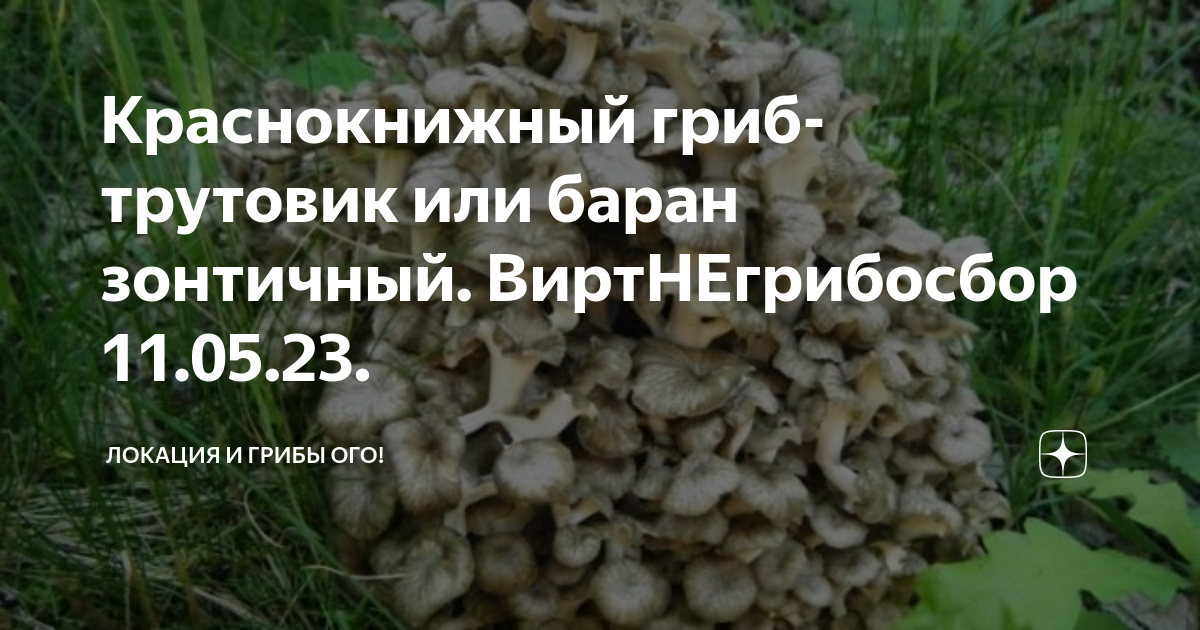 Никто вас не посадит за подосиновик или как блогеры и СМИ хайпуют на теме запрет