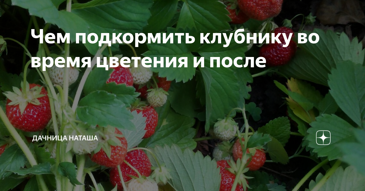 Подкормить клубнику после урожая. Дрожжевая подкормка для клубники. Подкормка клубники дрожжами. Цветоносы у клубники. Подкормка клубники весной.